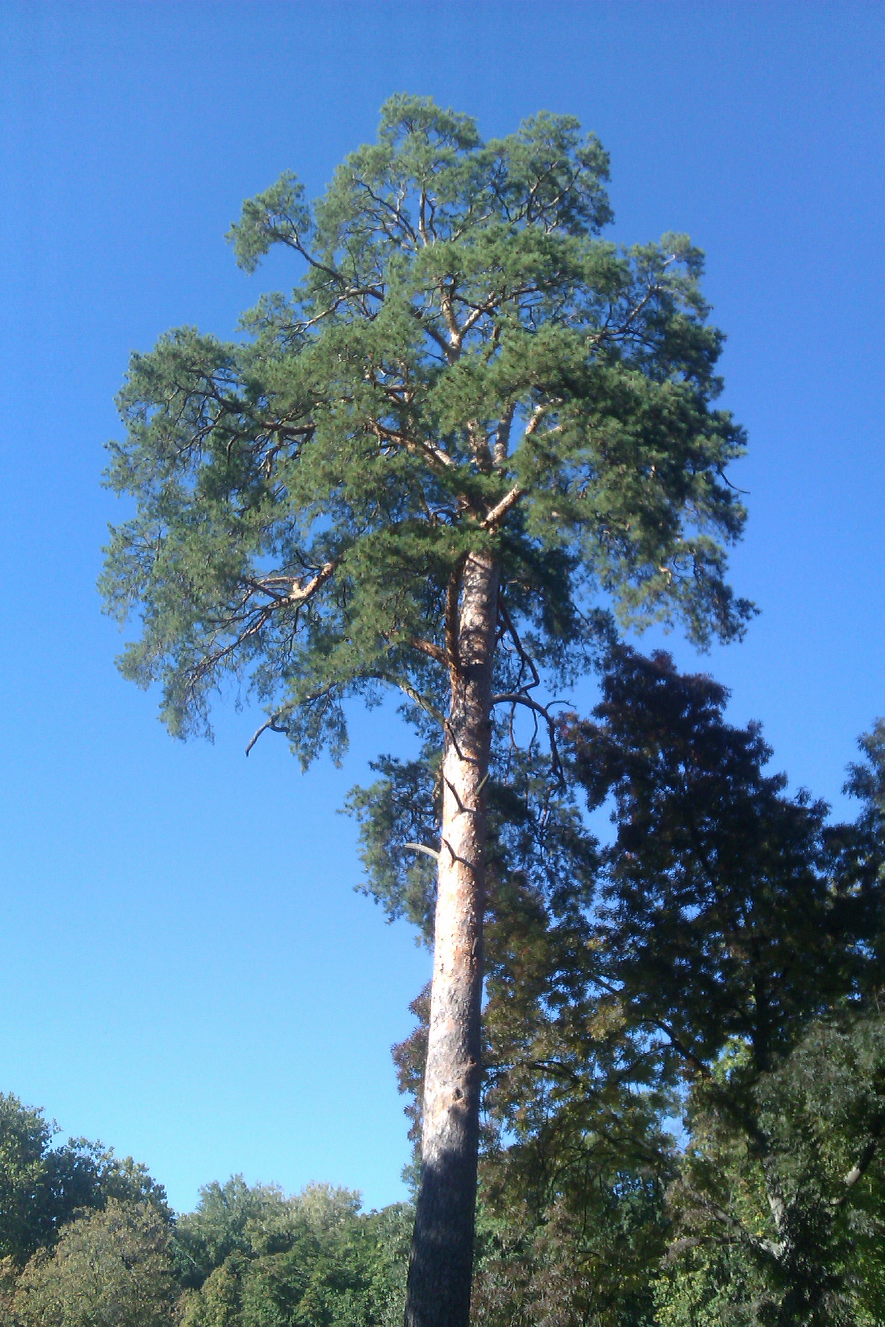 IMAG0559